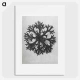 Saxifraga Willkommniana - Karl Blossfeldt Poster.