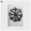 1-53_Karl-Blossfeldt_postcard