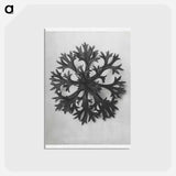 アートポストカード-Saxifraga Willkommniana - カール ブロスフェルト Postcard.