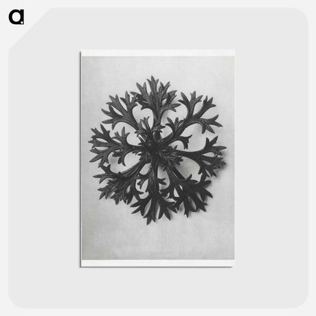 アートポストカード-Saxifraga Willkommniana - カール ブロスフェルト Postcard.