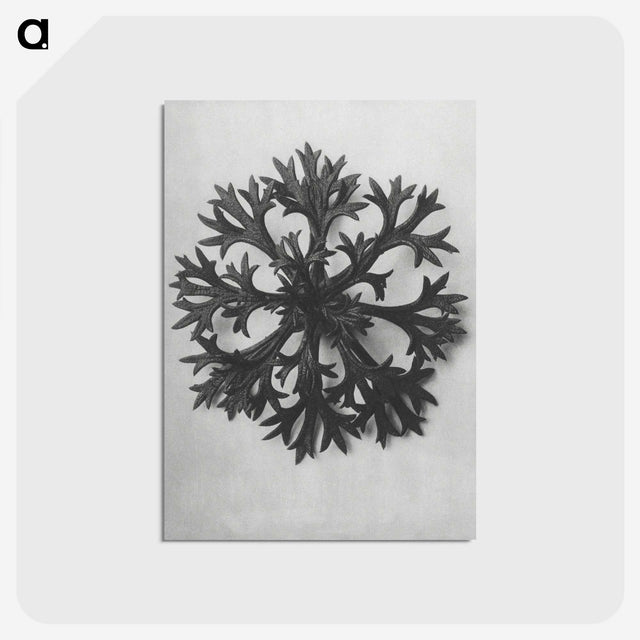 1-53_Karl-Blossfeldt_postcard