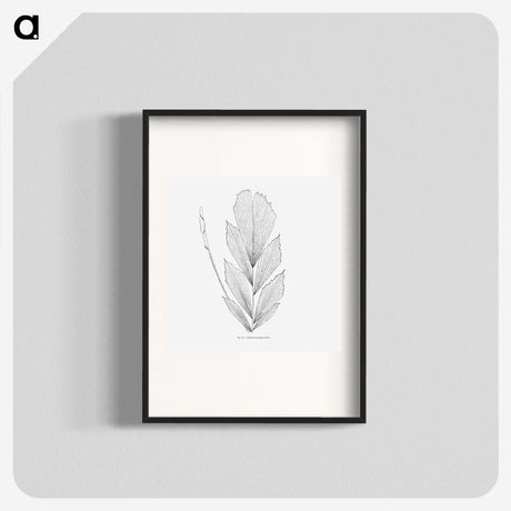 1-53_Les-Palmiers-Histoire-Iconographique_blk