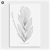1-53_Les-Palmiers-Histoire-Iconographique_picture-crop