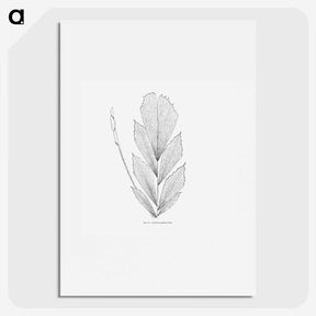 1-53_Les-Palmiers-Histoire-Iconographique_picture
