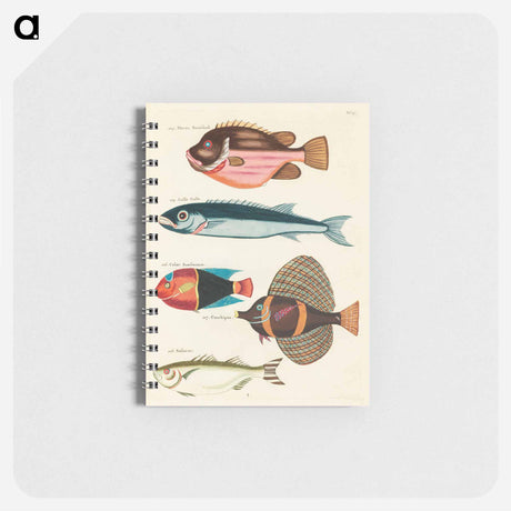 アートメモ帳-Moluccan Fishes
 - ルイ ルナール Memo.
