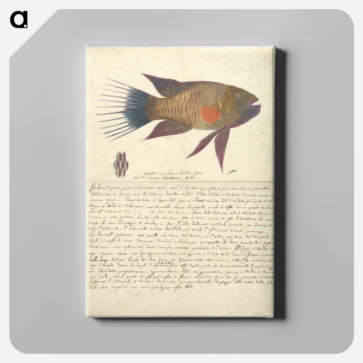 アートパネル-A Fish from the Red Sea
 - ルイージ バルガーニ Canvas.