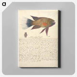 アートパネル-A Fish from the Red Sea
 - ルイージ バルガーニ Canvas.