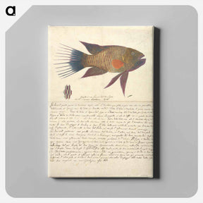 アートパネル-A Fish from the Red Sea
 - ルイージ バルガーニ Canvas.