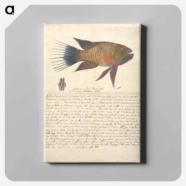 アートパネル-A Fish from the Red Sea
 - ルイージ バルガーニ Canvas.