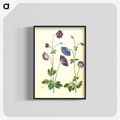 1-53_Maria-Sibylla-Merian_blk-crop