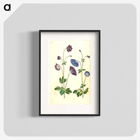 1-53_Maria-Sibylla-Merian_blk