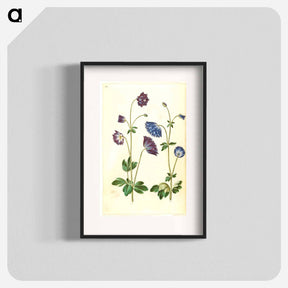アートポスター-Aquilegia vulgaris
 - マリア ジビーラ メーリアン Poster.