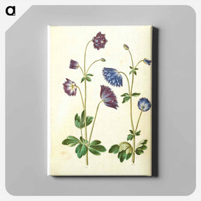 アートパネル-Aquilegia vulgaris
 - マリア ジビーラ メーリアン Canvas.