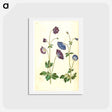 アートポストカード-Aquilegia vulgaris
 - マリア ジビーラ メーリアン Postcard.