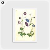 アートポストカード-Aquilegia vulgaris
 - マリア ジビーラ メーリアン Postcard.
