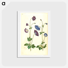 アートポストカード-Aquilegia vulgaris
 - マリア ジビーラ メーリアン Postcard.