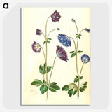 1-53_Maria-Sibylla-Merian_picture-crop