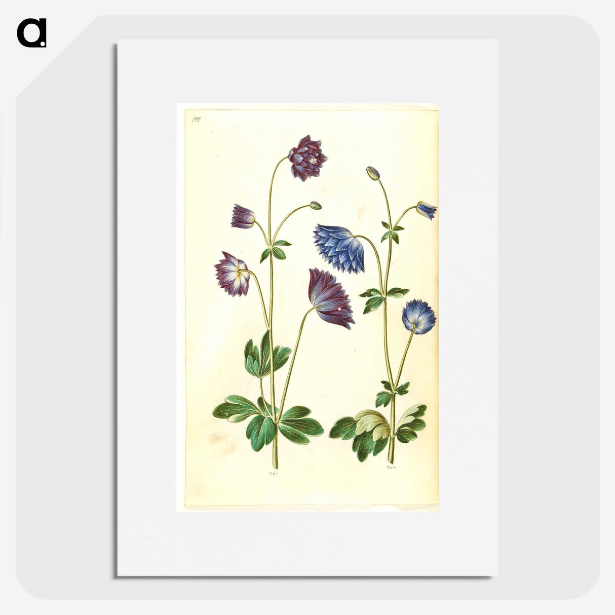 1-53_Maria-Sibylla-Merian_picture