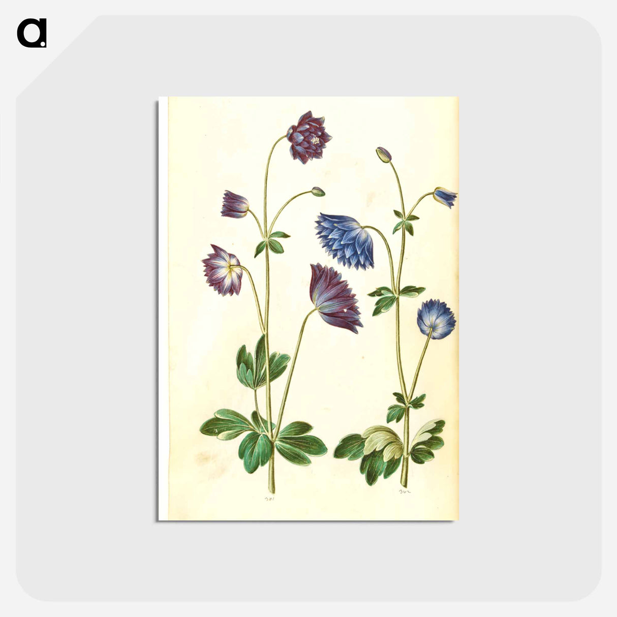 アートポストカード-Aquilegia vulgaris
 - マリア ジビーラ メーリアン Postcard.