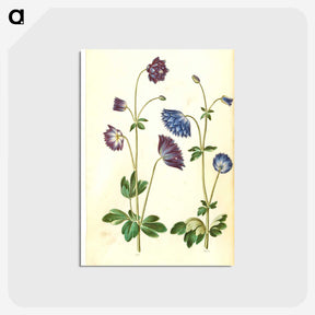 1-53_Maria-Sibylla-Merian_postcard