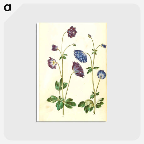 アートポストカード-Aquilegia vulgaris
 - マリア ジビーラ メーリアン Postcard.