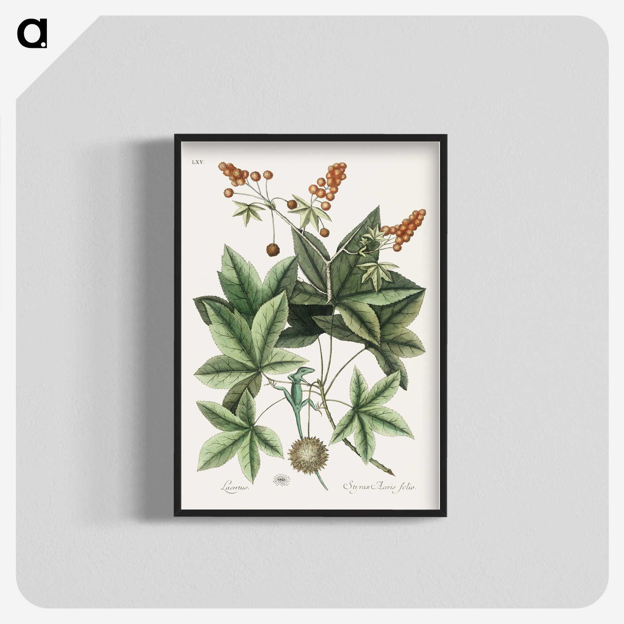 1-53_Mark-Catesby_blk-crop