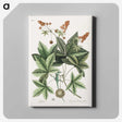 1-53_Mark-Catesby_canvas