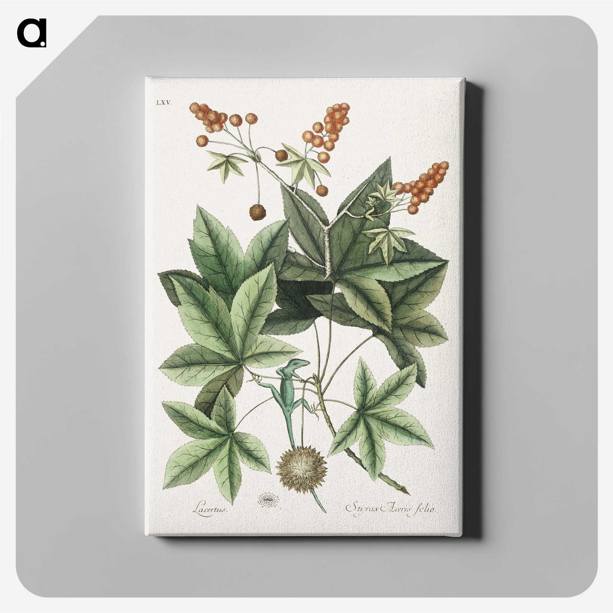 1-53_Mark-Catesby_canvas