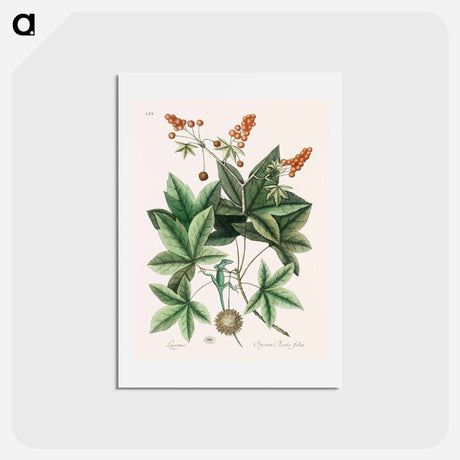 アートポストカード-Green Lizard
 - マーク ケイツビー Postcard.