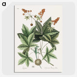 1-53_Mark-Catesby_picture-crop