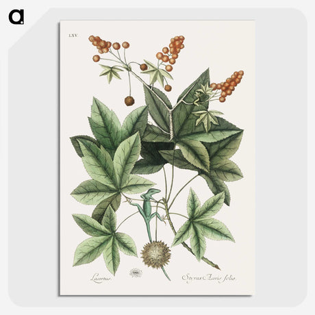 1-53_Mark-Catesby_picture-crop