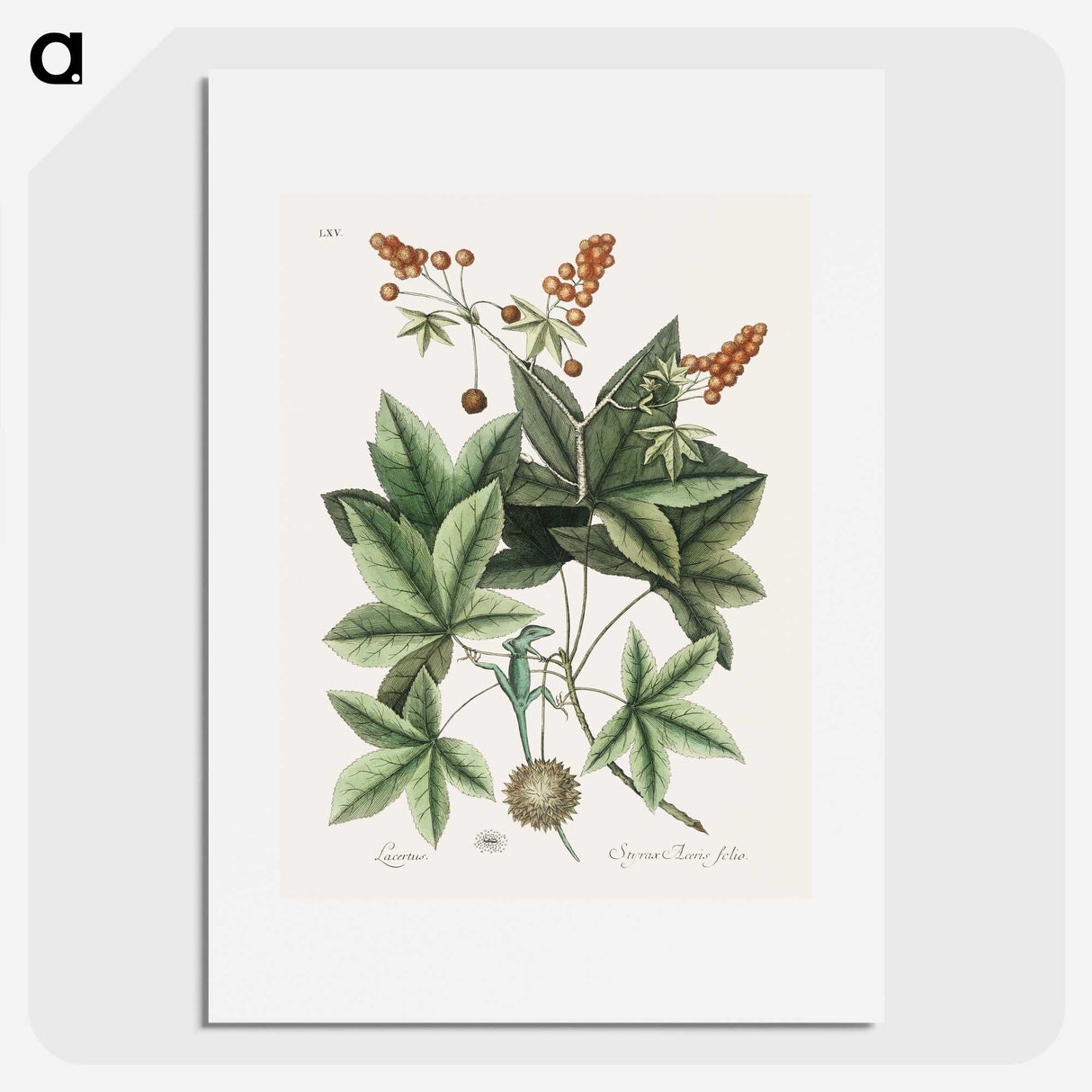 1-53_Mark-Catesby_picture