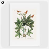 1-53_Mark-Catesby_picture