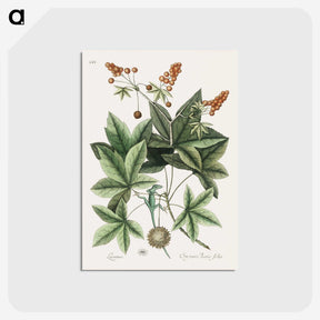 1-53_Mark-Catesby_postcard