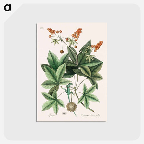 アートポストカード-Green Lizard
 - マーク ケイツビー Postcard.