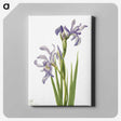 1-53_Mary-Vaux-Walcott_canvas