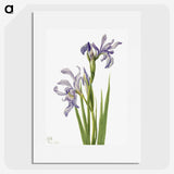 1-53_Mary-Vaux-Walcott_picture