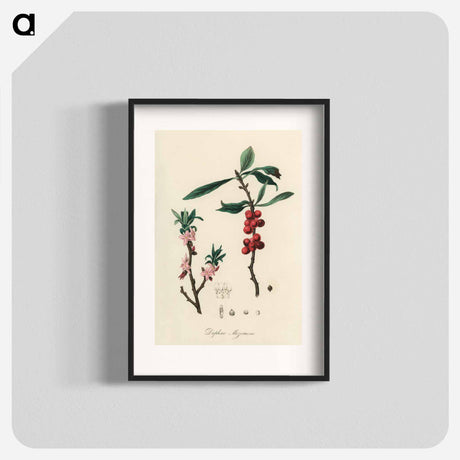 アートポスター-February Daphne
 - 薬用植物学 Poster.