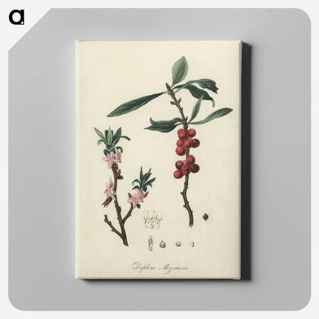 1-53_Medical-Botany_canvas