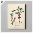 アートパネル-February Daphne
 - 薬用植物学 Canvas.