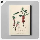 アートパネル-February Daphne
 - 薬用植物学 Canvas.