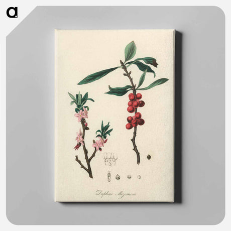 アートパネル-February Daphne
 - 薬用植物学 Canvas.
