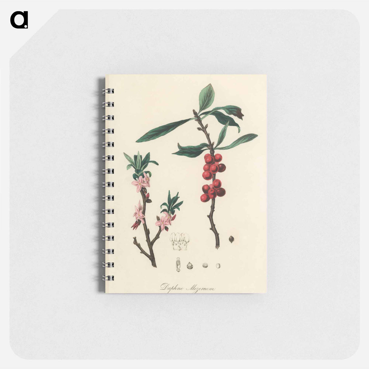 アートメモ帳-February Daphne
 - 薬用植物学 Memo.
