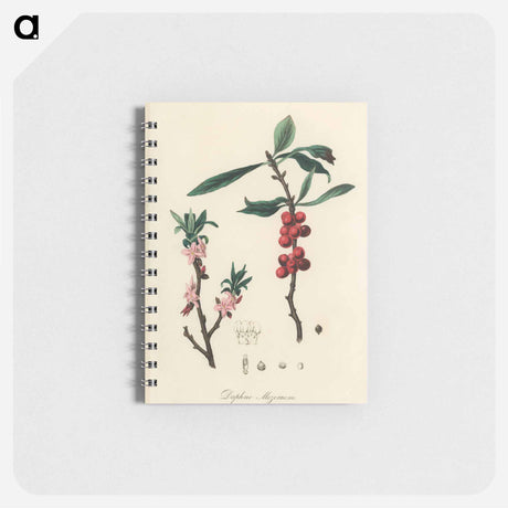 アートメモ帳-February Daphne
 - 薬用植物学 Memo.