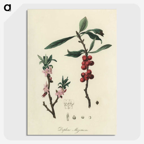 1-53_Medical-Botany_picture-crop