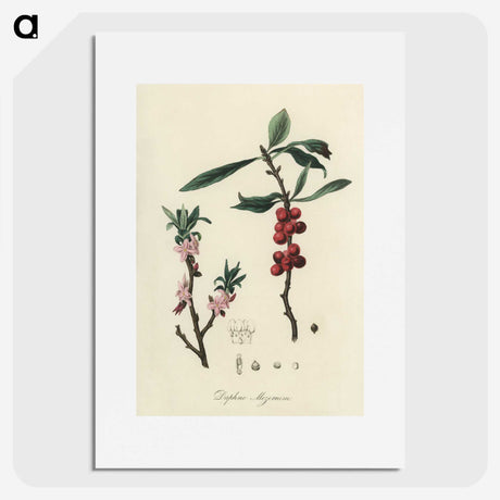 1-53_Medical-Botany_picture