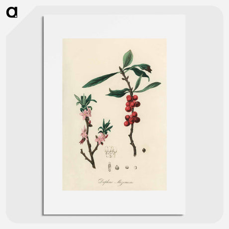 アートポスター-February Daphne
 - 薬用植物学 Poster.