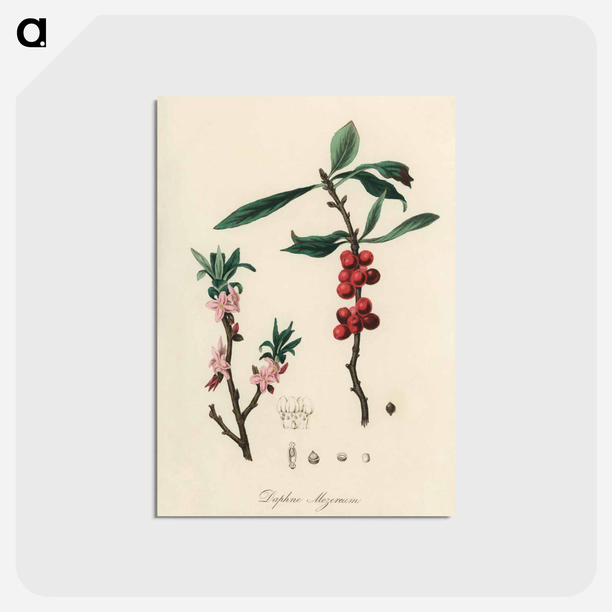 アートポストカード-February Daphne
 - 薬用植物学 Postcard.