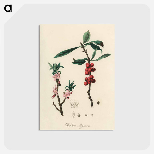 アートポストカード-February Daphne
 - 薬用植物学 Postcard.