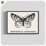 1-53_Moths-and-Butterflies-of-the-United-States_blk-crop